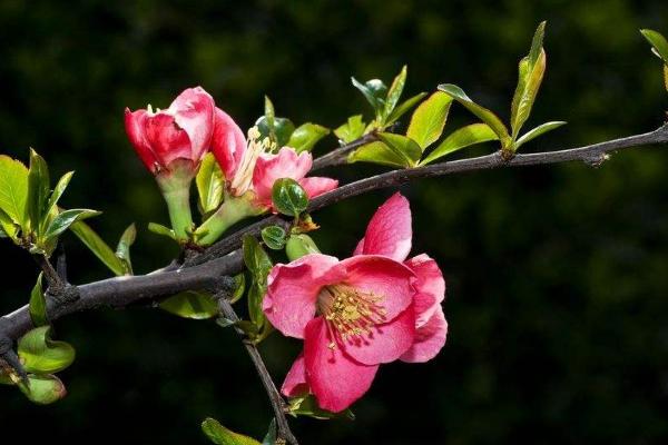 貼梗海棠和木瓜海棠的區(qū)別是什么 貼梗海棠生長習(xí)性