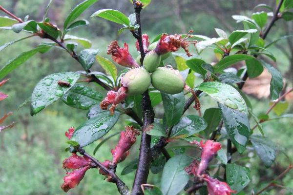 貼梗海棠和木瓜海棠的區(qū)別是什么 貼梗海棠生長習(xí)性