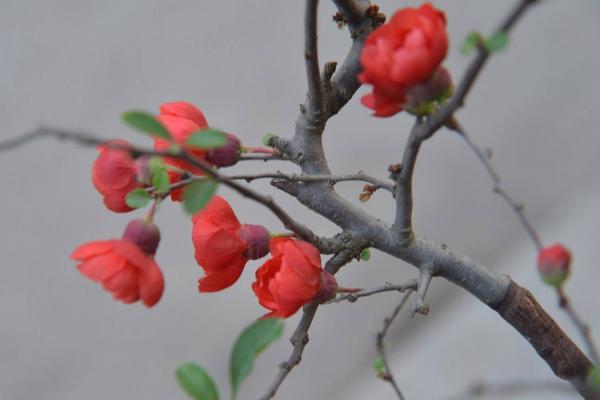 貼梗海棠和木瓜海棠的區(qū)別是什么 貼梗海棠生長習(xí)性