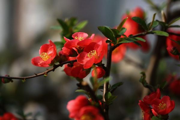 貼梗海棠和木瓜海棠的區(qū)別是什么 貼梗海棠生長習(xí)性