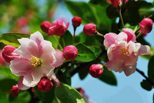 西府海棠圖片大全 西府海棠花語及寓意