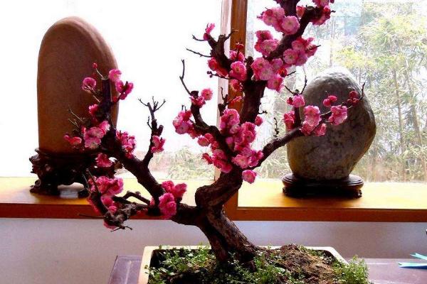 榆葉梅盆景怎么養 盆栽榆葉梅的養殖方法與注意事項