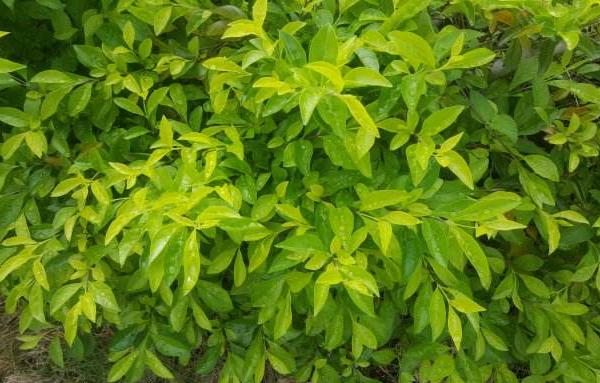 假連翹怎么種 假連翹種植方法與注意事項