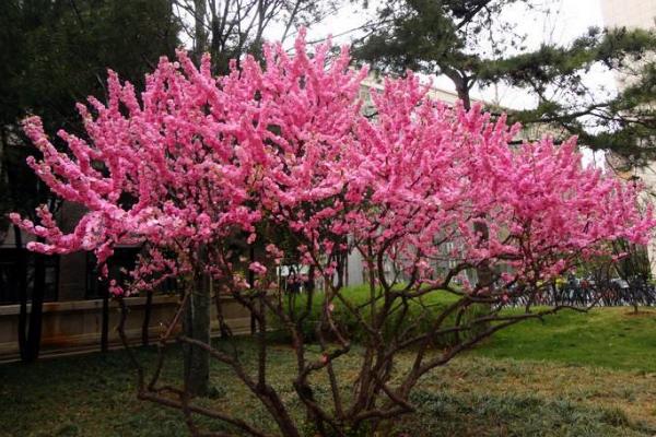 榆葉梅有毒嗎 榆葉梅果實能吃嗎