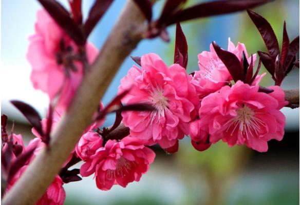 榆葉梅有毒嗎 榆葉梅果實能吃嗎