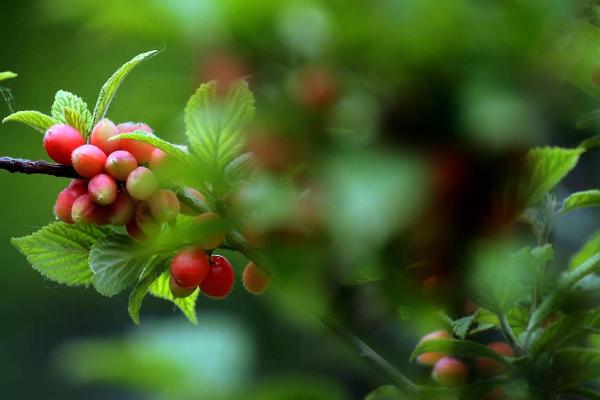 榆葉梅有毒嗎 榆葉梅果實能吃嗎