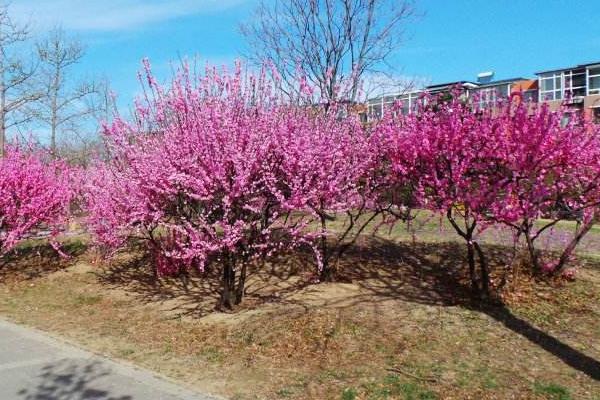 榆葉梅有毒嗎 榆葉梅果實能吃嗎