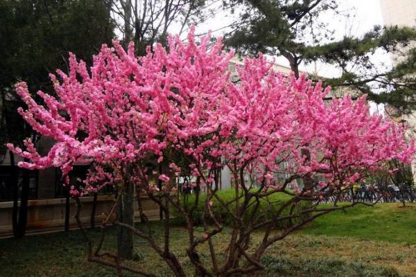 榆葉梅有毒嗎 榆葉梅果實能吃嗎