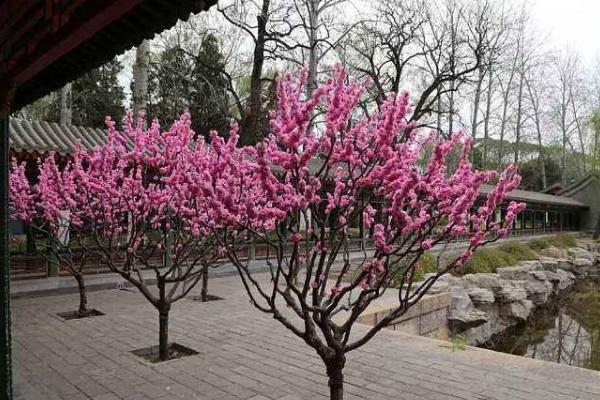 榆葉梅有毒嗎 榆葉梅果實能吃嗎