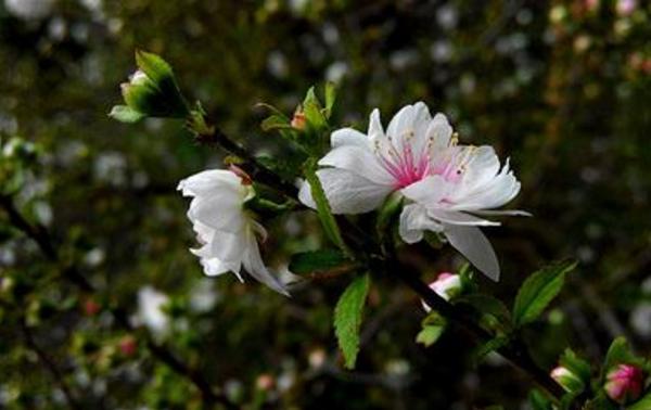 榆葉梅有毒嗎 榆葉梅果實能吃嗎