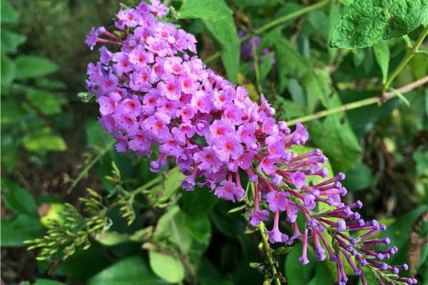 醉魚草功效與作用及禁忌 醉魚草藥用價(jià)值