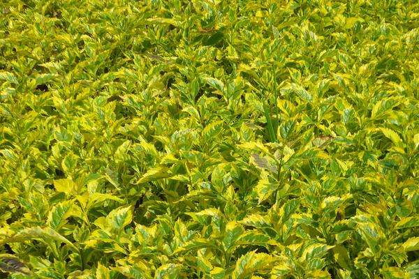 假連翹怎么種 假連翹種植方法與注意事項