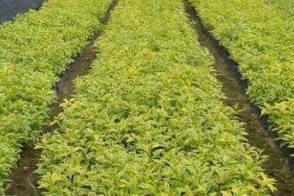 假連翹怎么種 假連翹種植方法與注意事項