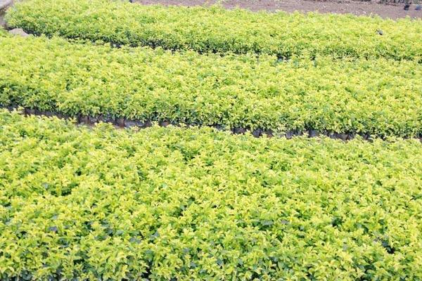 假連翹怎么種 假連翹種植方法與注意事項