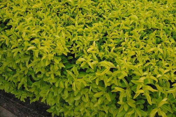 假連翹怎么種 假連翹種植方法與注意事項