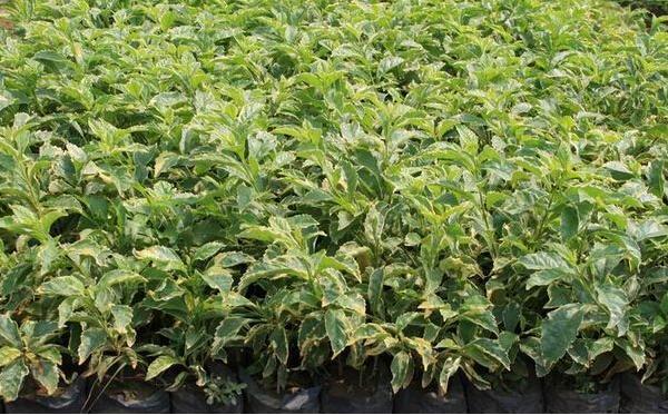 假連翹怎么種 假連翹種植方法與注意事項