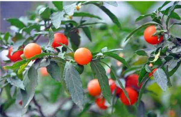 冬珊瑚什么時候開花（幾月） 冬珊瑚不結果的原因和解決方法