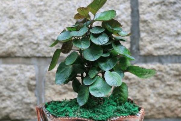 金錢兜怎么澆水（多久澆一次） 金錢兜怎么施肥