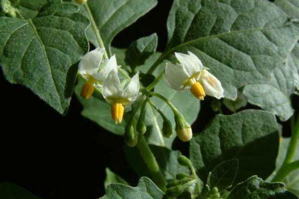 冬珊瑚什么時候開花(幾月) 冬珊瑚不結果的原因和解決方法