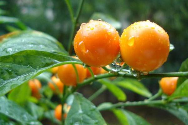 冬珊瑚什么時候開花(幾月) 冬珊瑚不結果的原因和解決方法