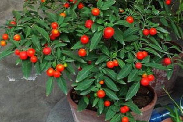 冬珊瑚什么時候開花(幾月) 冬珊瑚不結果的原因和解決方法