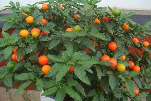 冬珊瑚什么時候開花(幾月) 冬珊瑚不結果的原因和解決方法