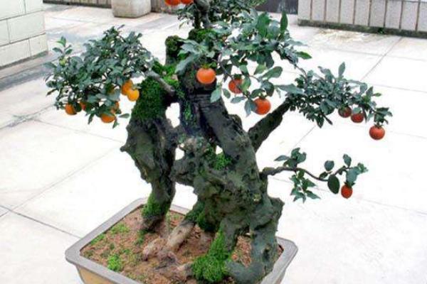 冬珊瑚什么時候開花(幾月) 冬珊瑚不結果的原因和解決方法