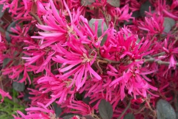 紅花繼木圖片大全（含盆景） 紅花繼木市場(chǎng)價(jià)值