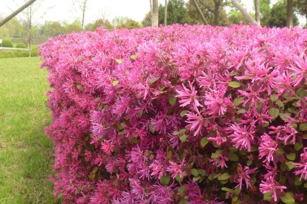 紅花繼木小苗市場價格多少錢一棵（40公分、50公分、60公分等）  紅花繼木的品種