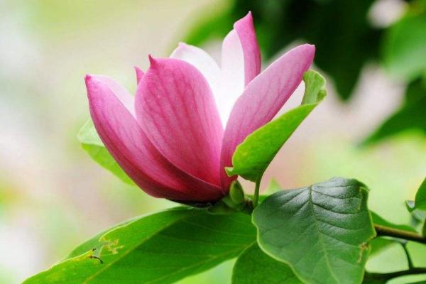 紫玉蘭怎么種 紫玉蘭種植方法與注意事項