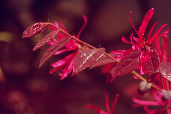 紅花繼木小苗市場價格多少錢一棵（40公分、50公分、60公分等） 紅花繼木的品種