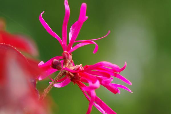 紅花繼木小苗市場價格多少錢一棵（40公分、50公分、60公分等） 紅花繼木的品種