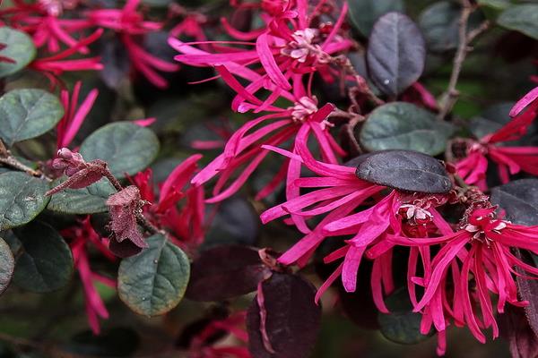 紅花繼木小苗市場價格多少錢一棵（40公分、50公分、60公分等） 紅花繼木的品種