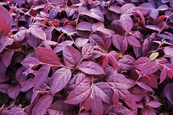 紅花繼木小苗市場價格多少錢一棵（40公分、50公分、60公分等） 紅花繼木的品種