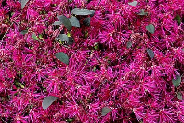 紅花繼木小苗市場價格多少錢一棵（40公分、50公分、60公分等） 紅花繼木的品種