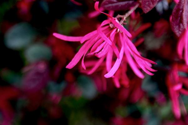紅花繼木小苗市場價格多少錢一棵（40公分、50公分、60公分等） 紅花繼木的品種