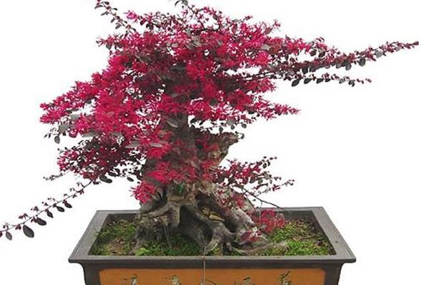 紅花繼木盆景怎么養 紅花繼木盆景養殖方法與注意事項