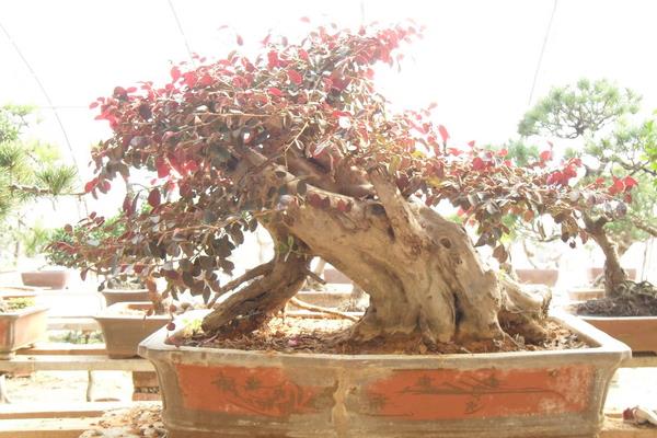 紅花繼木盆景怎么養 紅花繼木盆景養殖方法與注意事項