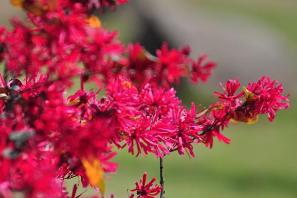 紅花繼木盆景怎么養 紅花繼木盆景養殖方法與注意事項