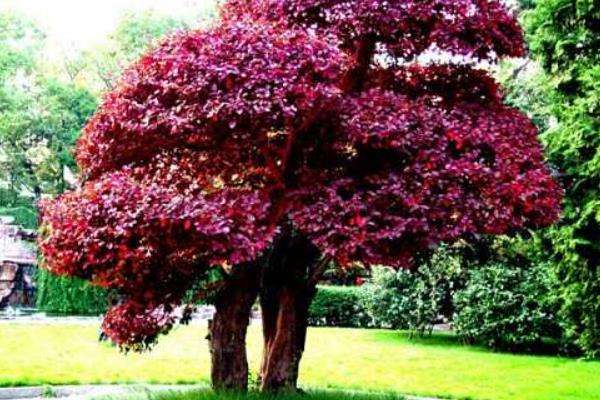 紅花繼木盆景怎么養 紅花繼木盆景養殖方法與注意事項