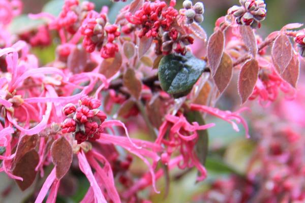 紅花繼木盆景怎么養 紅花繼木盆景養殖方法與注意事項