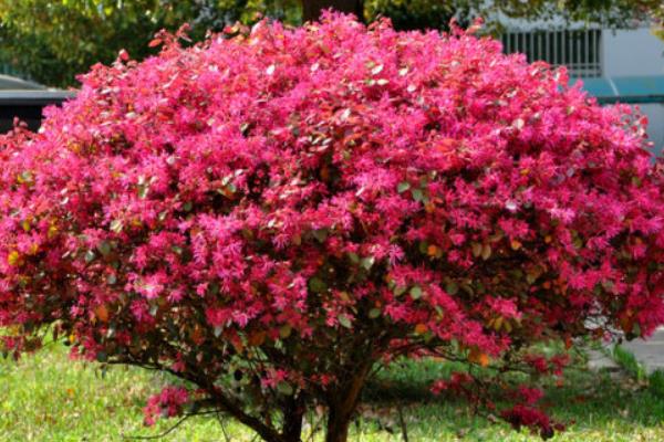 紅花繼木盆景怎么養 紅花繼木盆景養殖方法與注意事項