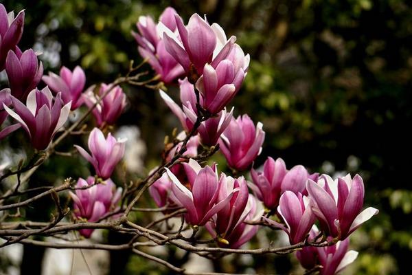 紫玉蘭樹圖片大全 紫玉蘭功效與作用