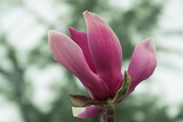 紫玉蘭樹圖片大全 紫玉蘭功效與作用