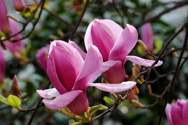 紫玉蘭樹圖片大全 紫玉蘭功效與作用