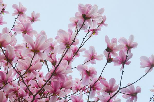 紫玉蘭樹圖片大全 紫玉蘭功效與作用