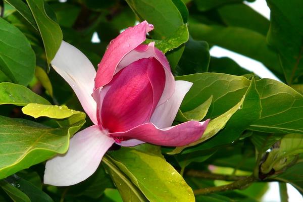 紫玉蘭樹圖片大全 紫玉蘭功效與作用