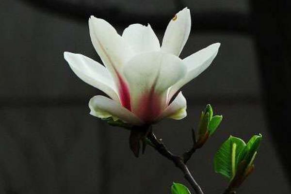 紫玉蘭樹圖片大全 紫玉蘭功效與作用