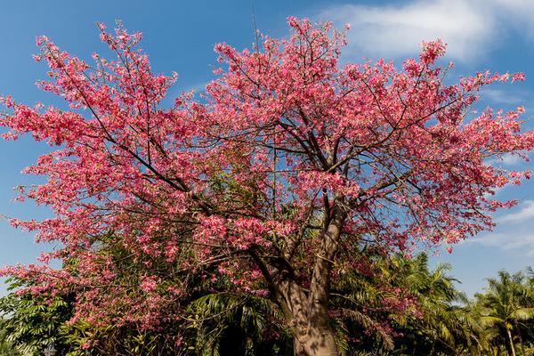 美麗異木棉和大腹木棉的區(qū)別是什么  美麗異木棉的作用