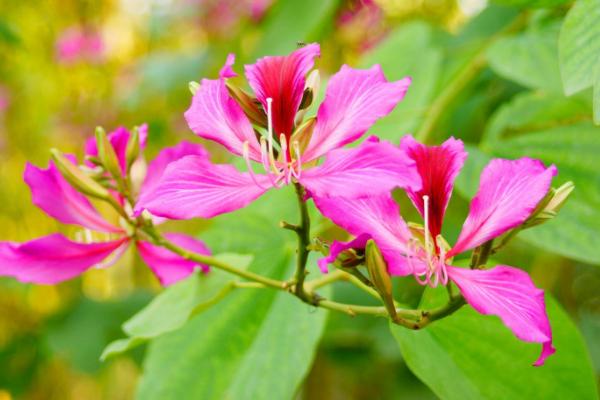 美麗異木棉和木棉的區(qū)別是什么 美麗異木棉有什么價(jià)值